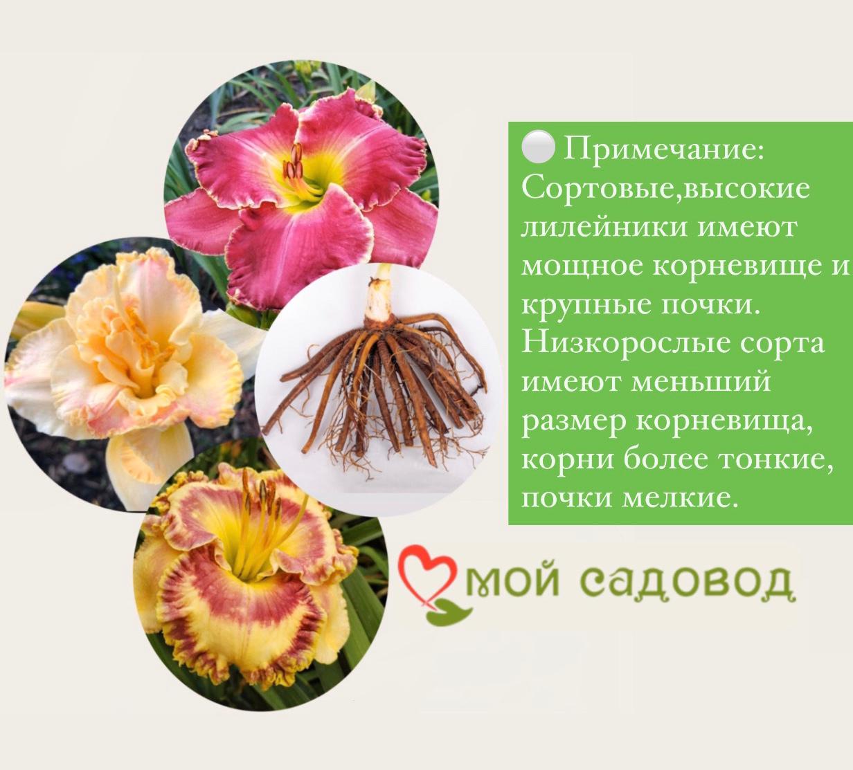 ЛИЛЕЙНИК ЛИТЛ РЕД ВАГОН