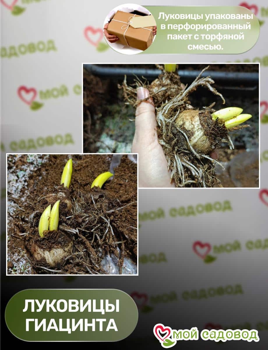 Гиацинт Руна